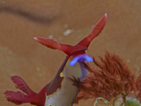 Monkey Beach Wreck [ 16 images ]